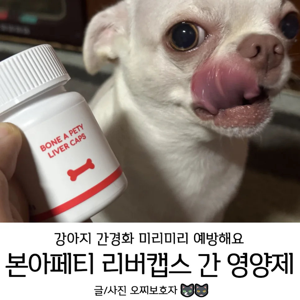 강아지 간경화 예방, 본아페티 리버캡스 급여 가이드 2026