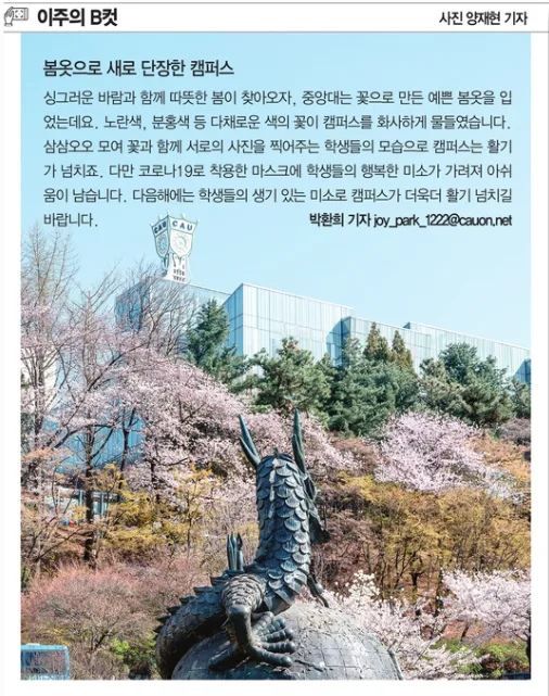 중앙대 캠퍼스 봄꽃 명소 2026: 숨겨진 포토 스팟 완벽 가이드