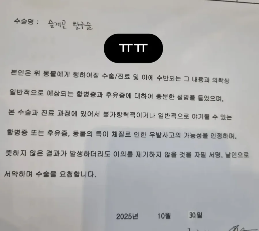 말티푸 슬개골탈구 수술, 2026년 회복까지 총정리