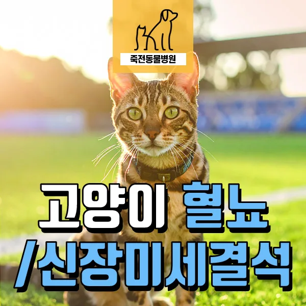 고양이 혈뇨, 신장 미세결석 원인과 치료법 2026년 총정리