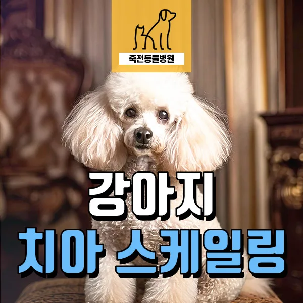 6살 강아지 스케일링, 치석 관리법 2026년 최신 정보