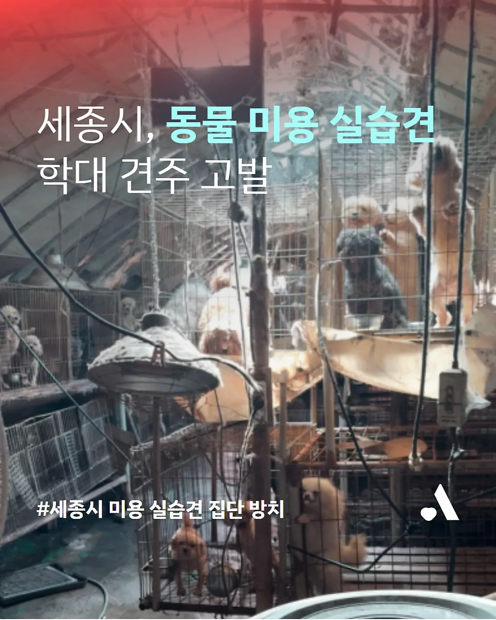 세종시 동물미용학원 실습견 학대 사건: 진실과 처벌 2026