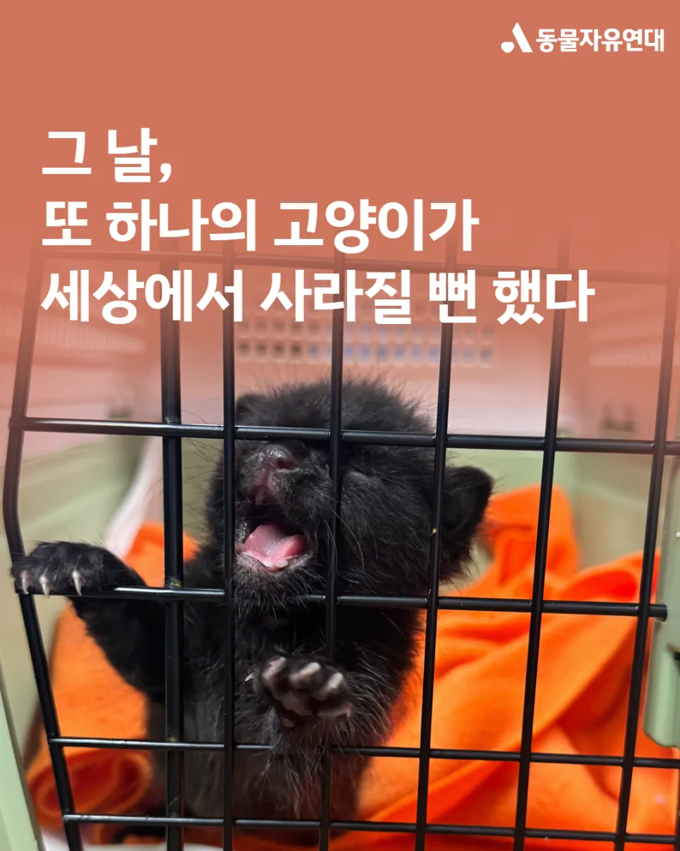 새끼 고양이 구조, 건물 훼손 감수해야 할까? 2026년 사례 분석