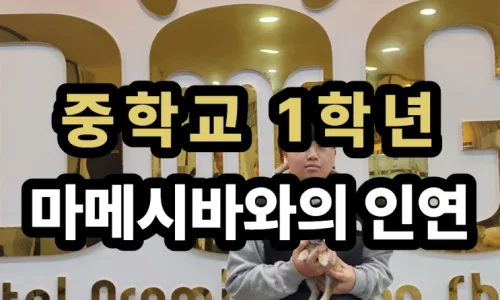 세종 시바견 분양 2026: 아즈키·마메시바 입양 전 필수 체크리스트