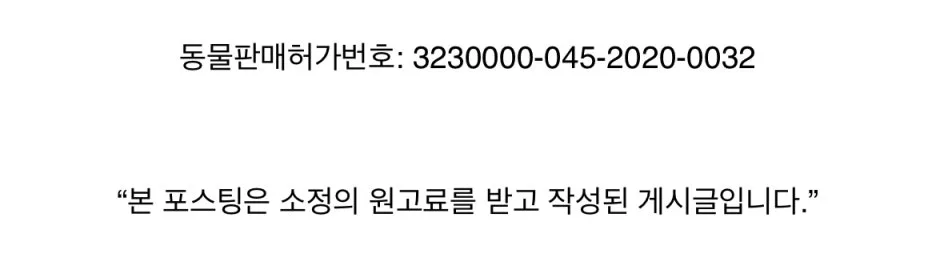 포메라니안 곰돌이컷, 털 관리 편해질까? 2026년 미용 후기