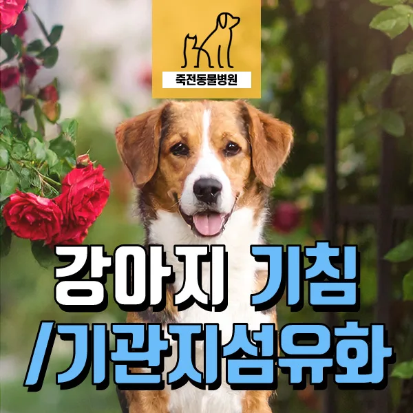 강아지 만성 기침 원인 2026: 기관지 섬유화 vs 기관지염 진단 가이드