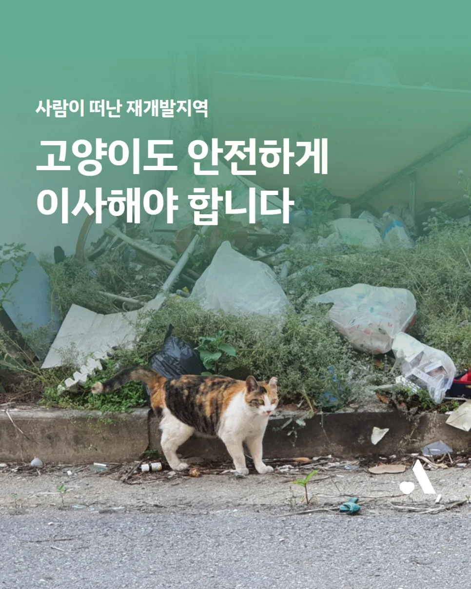 재개발 고양이 이주 대책 2026: 비용, 조건, 성공 사례 총정리