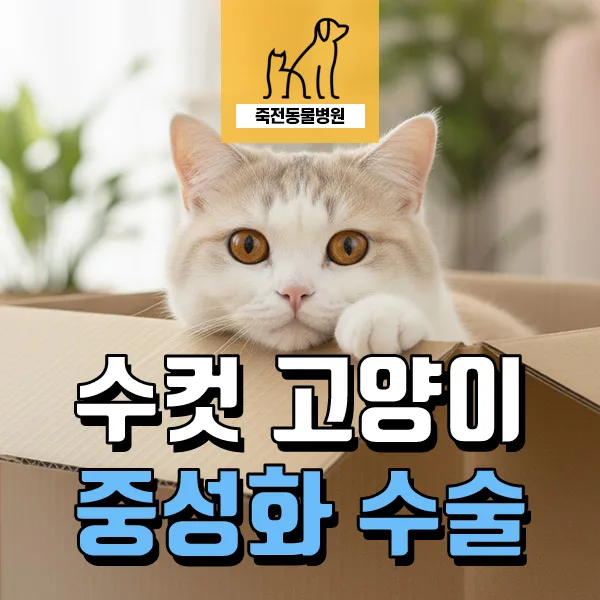 수컷 고양이 중성화 시기 및 장점 2026: 발정 신호와 회복까지