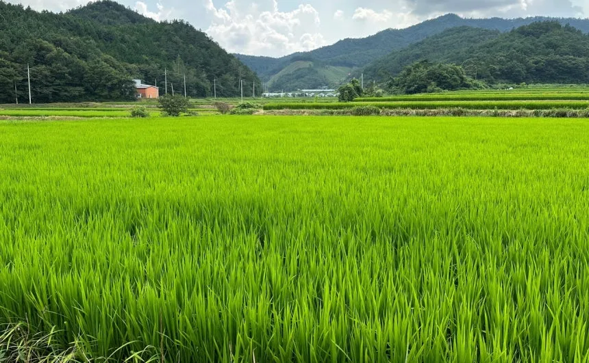 농지 보상금 33조 원, 2026년 투자 딜레마와 규제 총정리