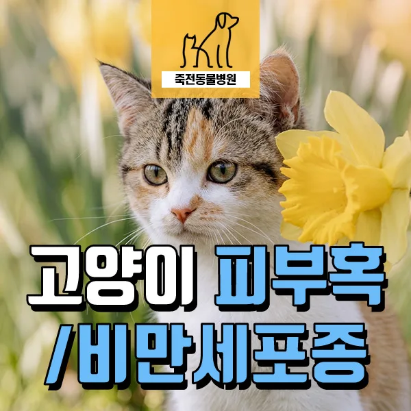 고양이 귀 혹, 비만세포종(MCT) 수술 후기 및 관리법 2026