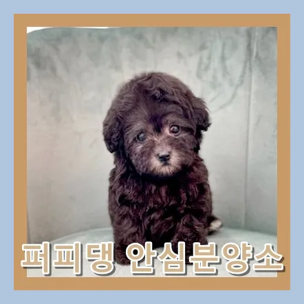 홍성 비숑 입양 2026: 책임감 있는 선택 가이드