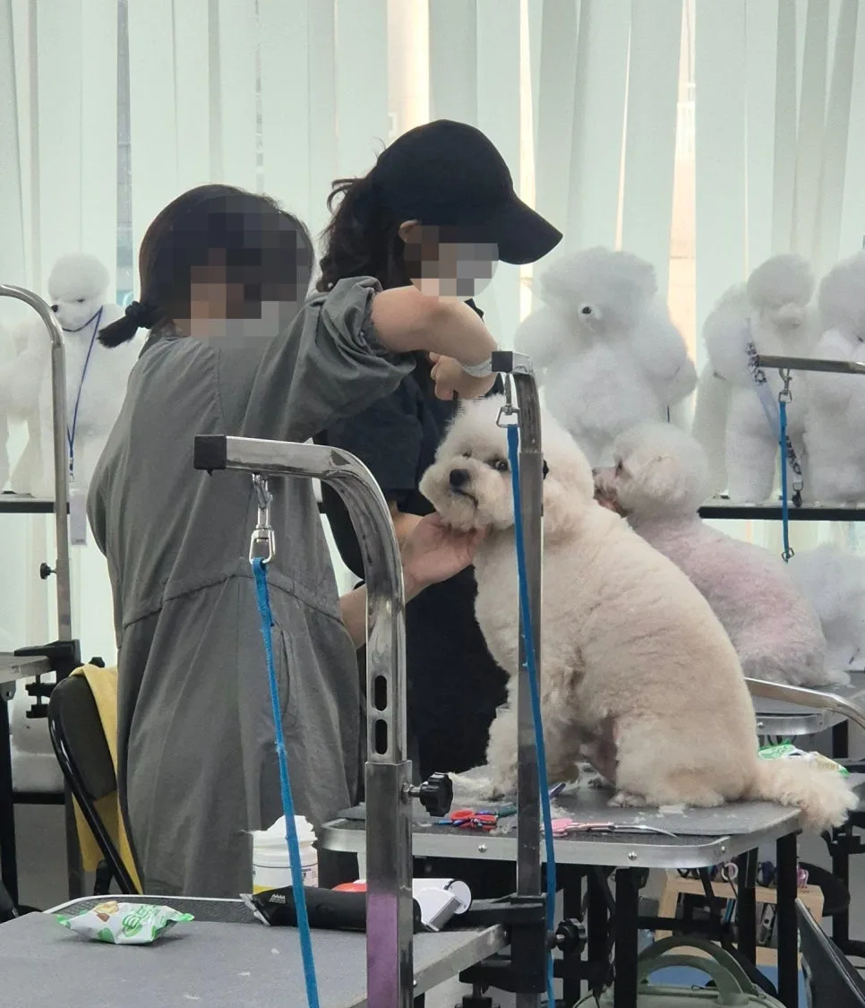 노원 애견미용학원 선택 가이드 2026: 실습 환경과 교육 철학 비교