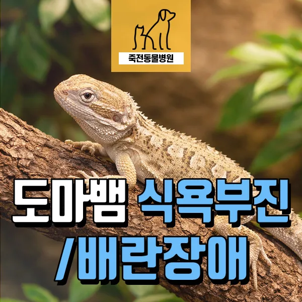 랜킨스드래곤 도마뱀 식욕부진 원인: 난포 과형성 및 배란 장애 2026년 총정리