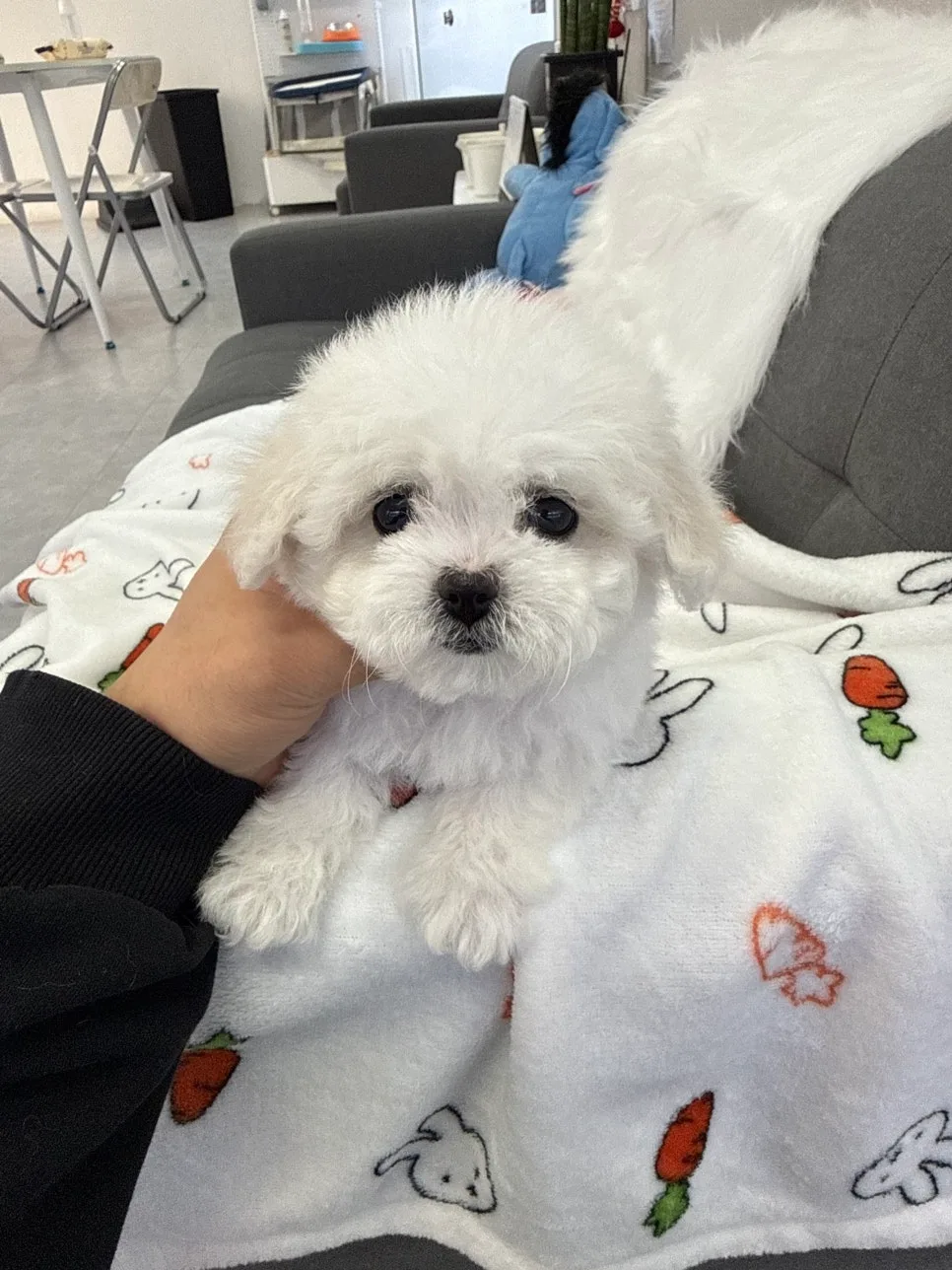 미니비숑 분양 2026: 초보 보호자를 위한 거여동 입양 가이드 2
