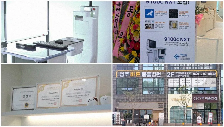 반려동물 건강 관리: 집에서 하는 치아/눈 관리법 2026 2
