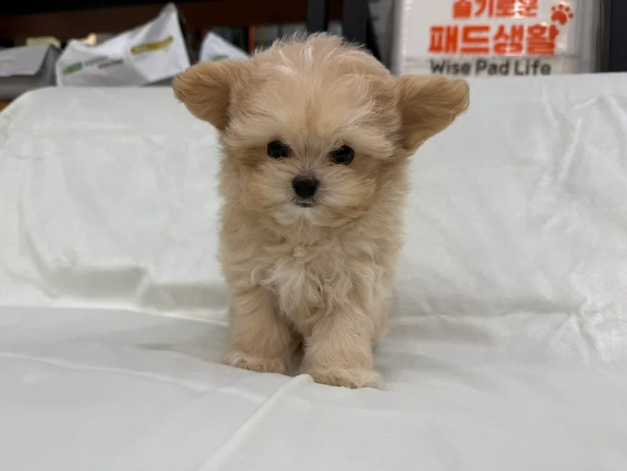 크림색 말티푸 '앤디' 분양 2026: 매력적인 외모와 성격 분석