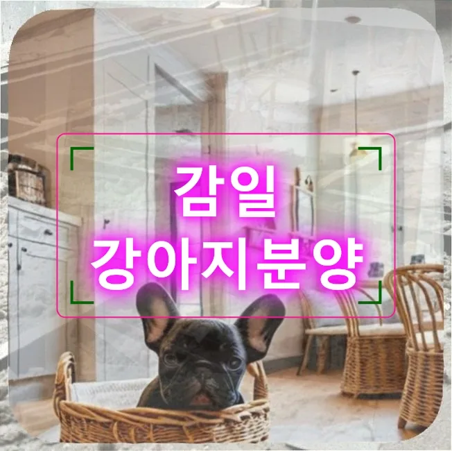 감일 강아지 분양 후기: 보더콜리와의 행복한 동행 2026