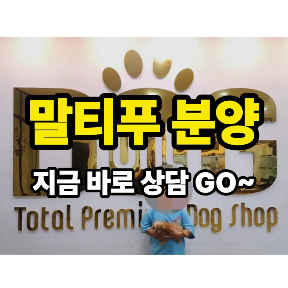 세종시 말티푸 분양, 11년 경력 원독에서 가족 찾는 법 2026 2