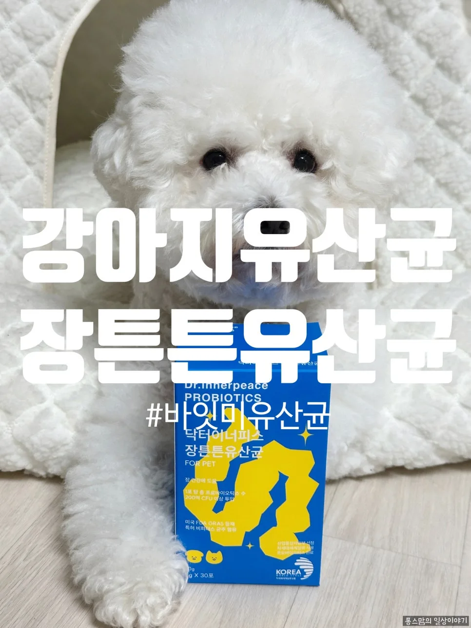 강아지 유산균, 2026년 필수 영양제 선택 가이드와 급여 후기