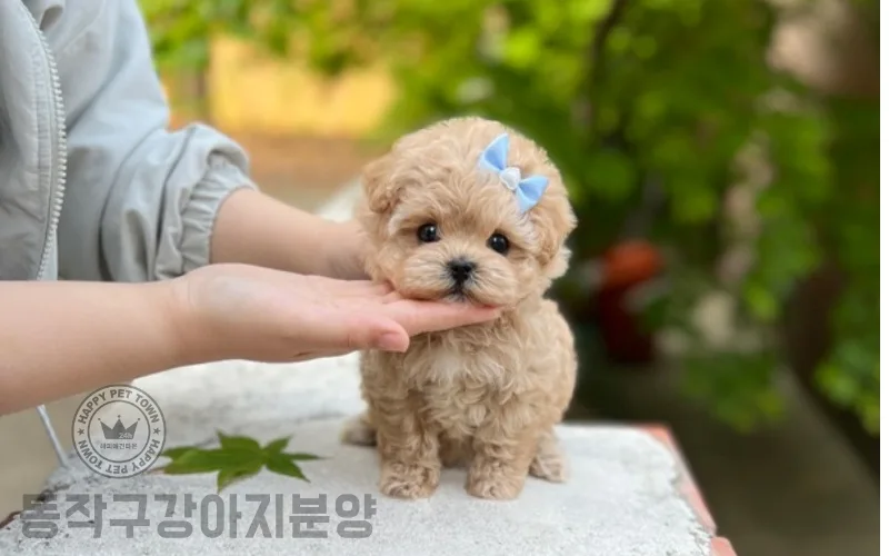 동작구 강아지 분양, 2026년 입양 전 필수 확인사항 총정리 2