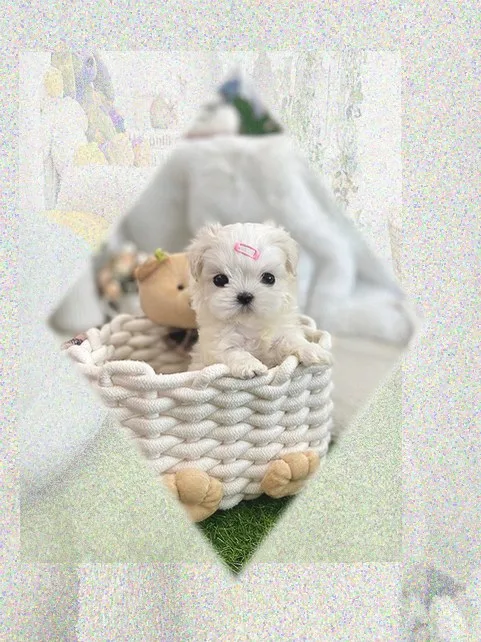 횡성 단모 닥스훈트 분양, 외로움 극복한 반려견 입양 후기 2026