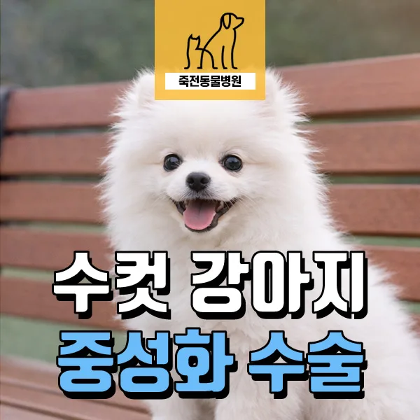 수컷 강아지 중성화 시기 및 효과: 5개월 포메라니안 사례 분석 2026
