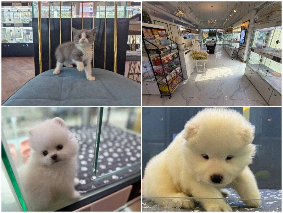 인천 강아지 분양 2026: 건강 기준과 입양 절차 완벽 가이드 2