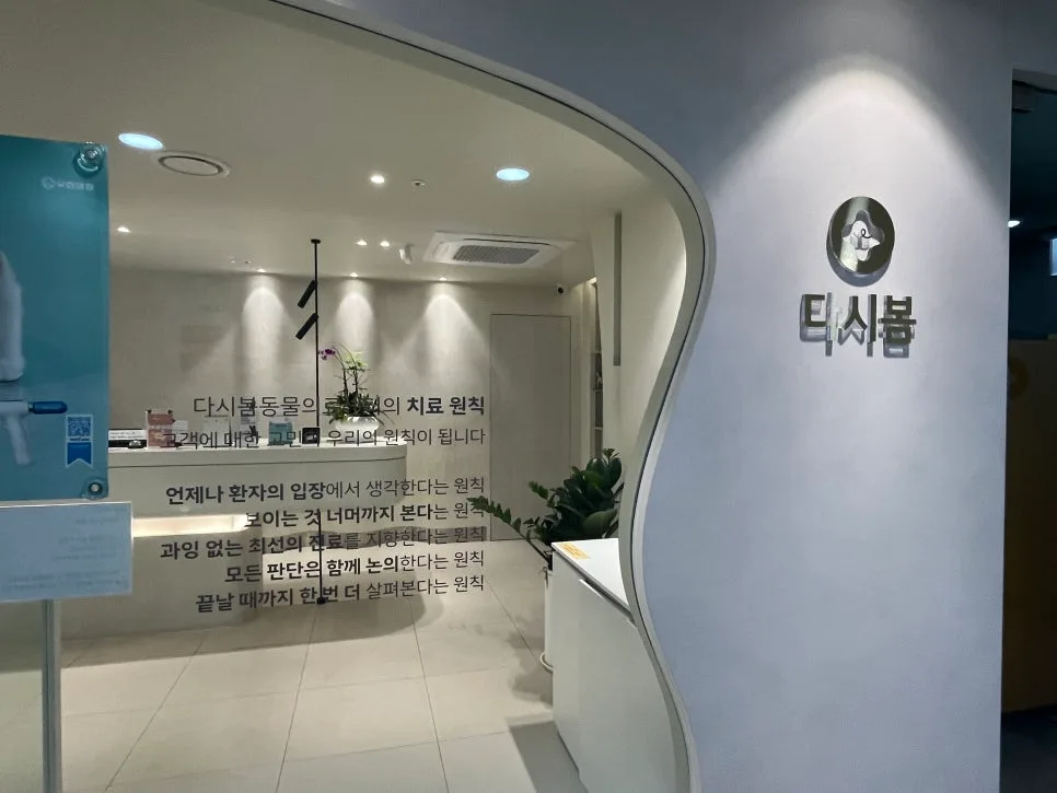 고양이 치아흡수병변 진단받은 사연 2026 — 광명 24시 동물병원 후기
