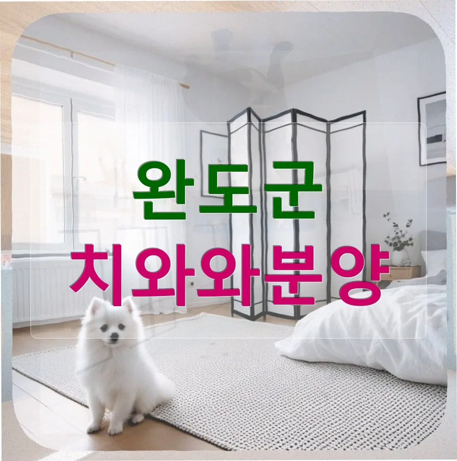 완도 치와와 분양 후기: 보더콜리급 활동량, 퇴직 후 삶의 활력 2026