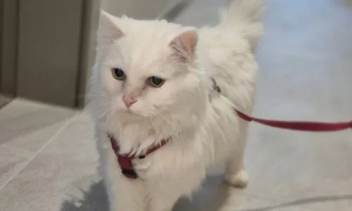 고양이 현관 앞 통곡, 스트레스 유형별 대처법 2026