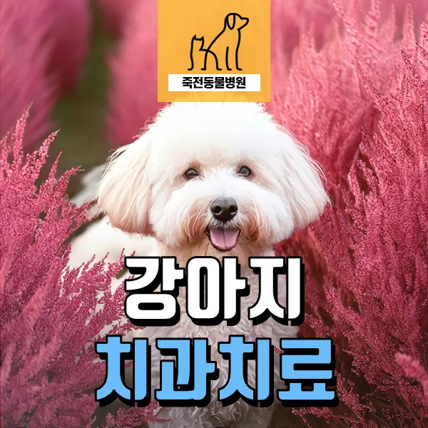 강아지 마취 전 검사 이상 시 대처법 2026: 치과치료 사례