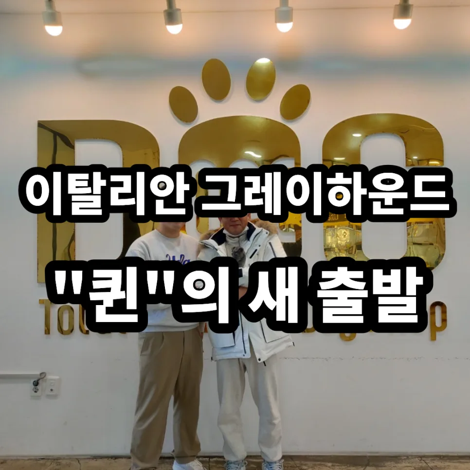 세종시 애견분양 2026: 원독 이탈리안 그레이하운드 입양 후기