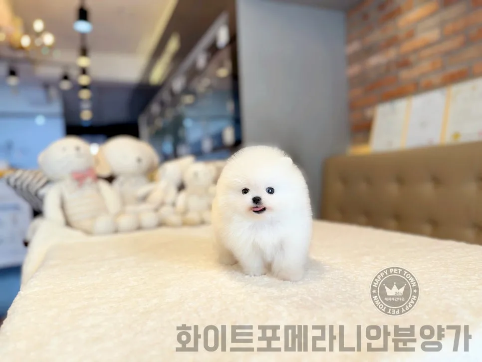 화이트 포메라니안 분양가 2026: 건강한 반려견 찾는 법 A to Z 3