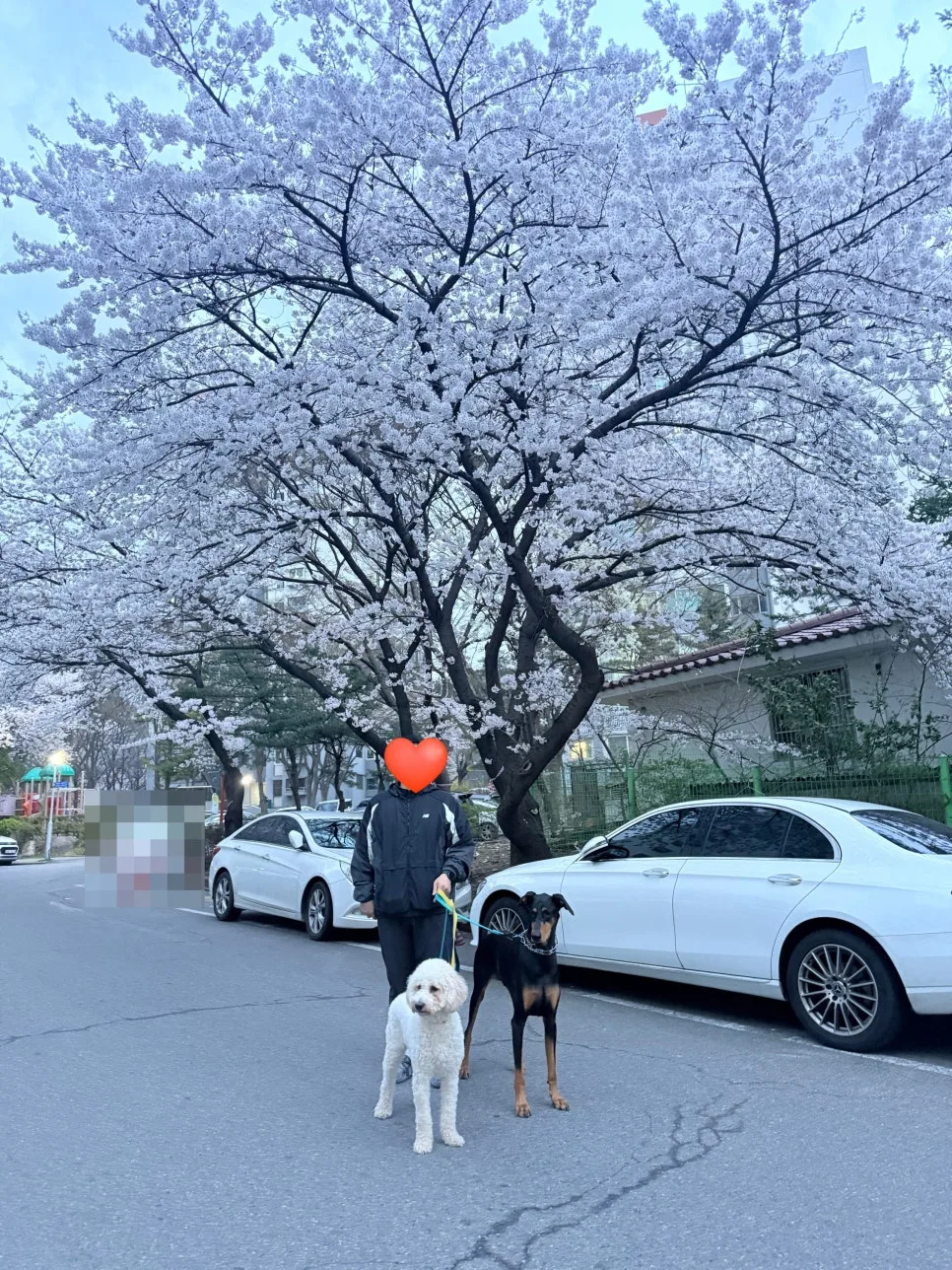 인천대공원 벚꽃 개화 시기 2026년 예상 및 방문 팁