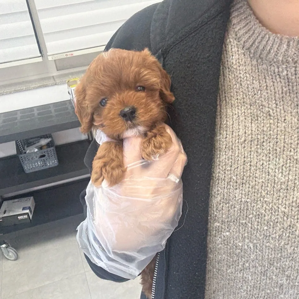 카바푸 분양 2026: 킹찰스스패니얼 믹스견 특징과 장단점 완벽 분석 2
