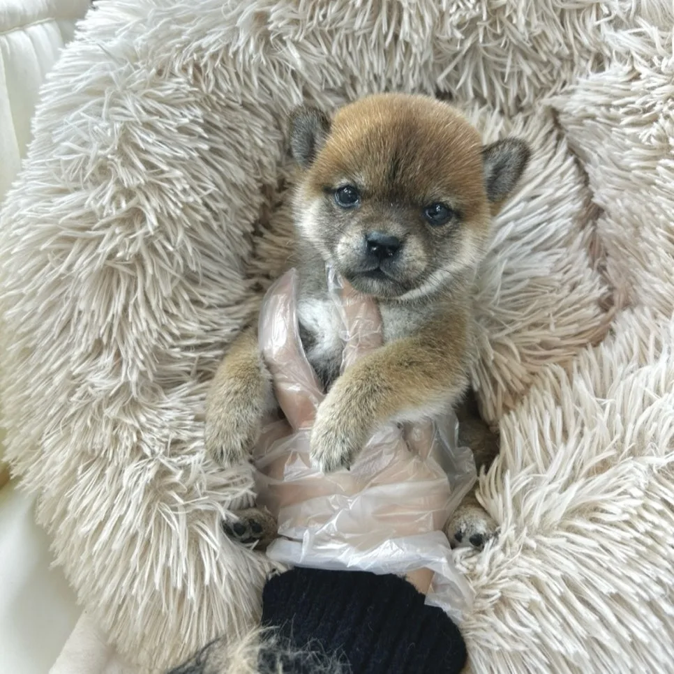 안양 시바견 분양 2026: 똑똑하지만 까다로운 반려견 키우기 2