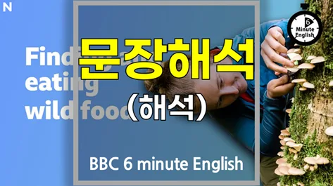 야생 식용 식물 채집 2026: BBC 6분영어 핵심 정리
