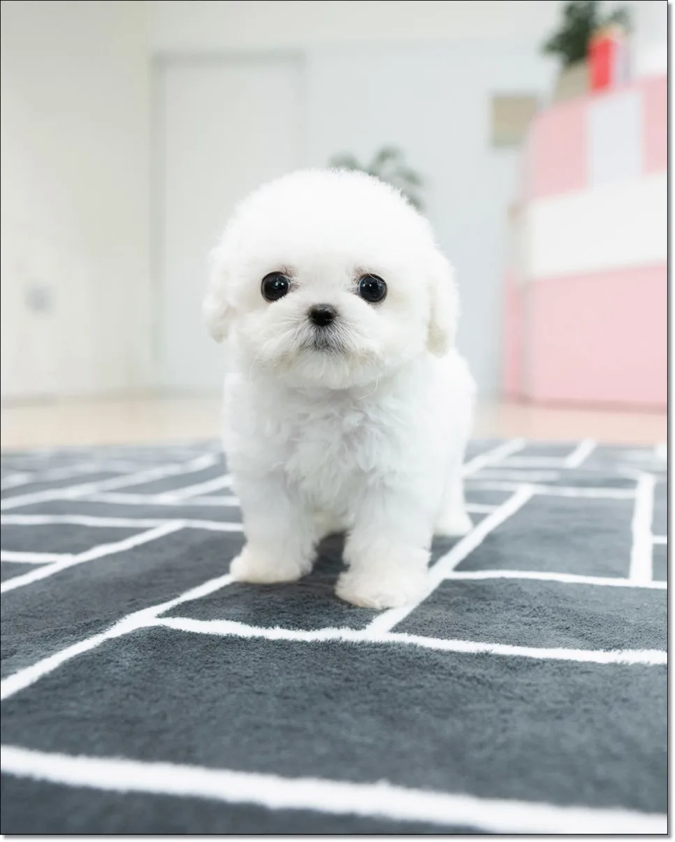 약대동 강아지 분양, 행복한 반려생활 시작 가이드 2026