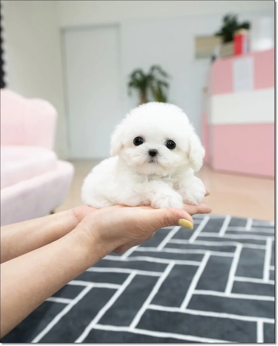 약대동 강아지 분양, 행복한 반려생활 시작 가이드 2026 2