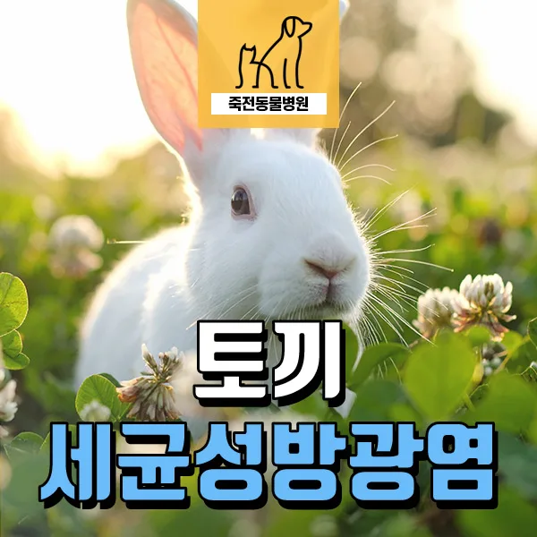 토끼 화장실 실수, 세균성 방광염 의심? 2026년 진단 및 치료법 총정리