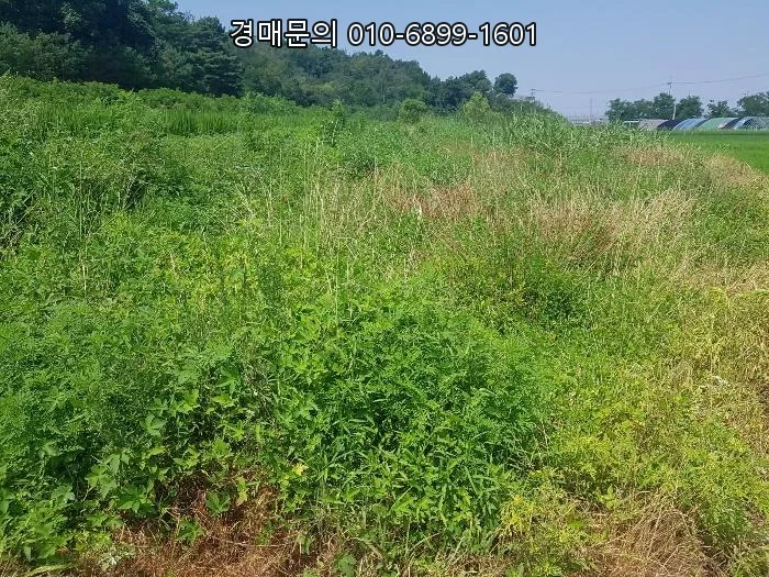 강화군 토지 경매 2026: 농림지역 복합 토지 투자 가치 분석 2