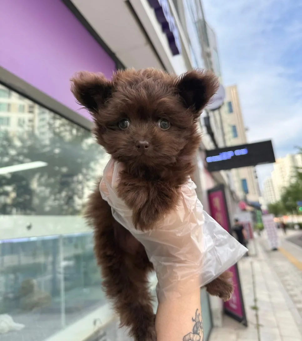 마포구 폼푸 분양 2026: 건강한 반려견 찾는 법 총정리 2