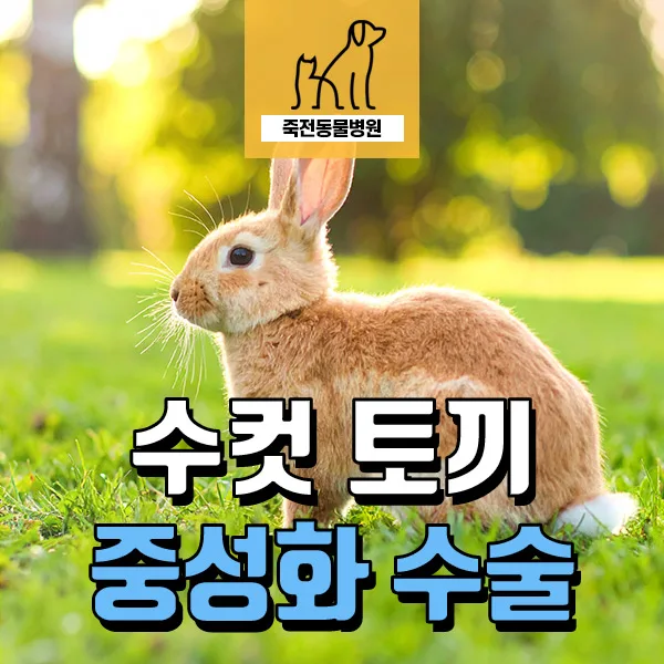 수컷 토끼 중성화 수술, 왜 필요할까? 2026년 장점 총정리