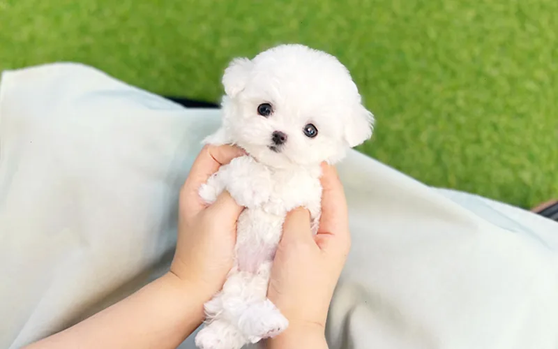 테디비숑 분양 가격 및 성격 완벽 분석 (2026년 최신 정보) 2