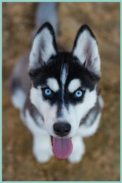고양이 방광염 초기 증상과 24시 병원 이용법 2026 2