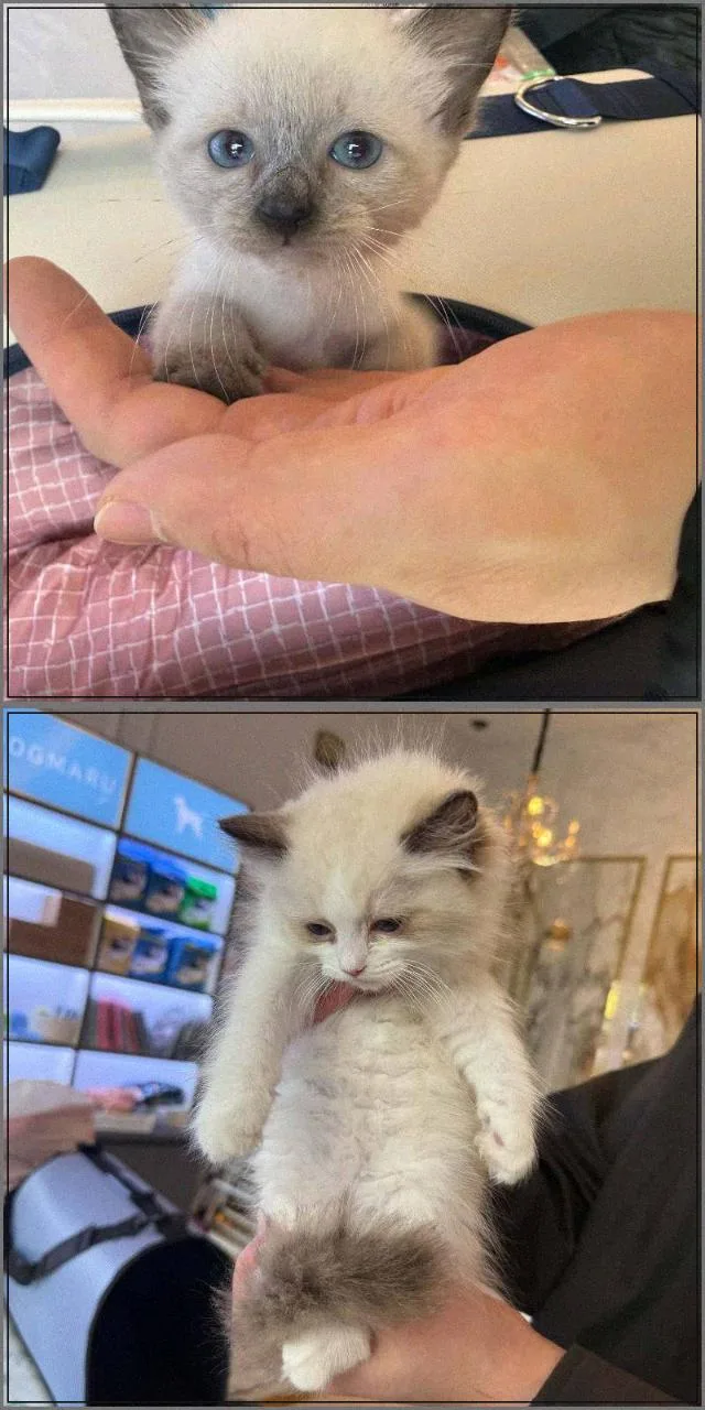 천안 강아지 분양 2026: 건강한 반려 시작을 위한 기준과 팁 2