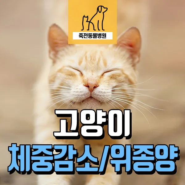 12세 고양이 체중 감소, 위벽 비후와 림포마 진단 사례 2026