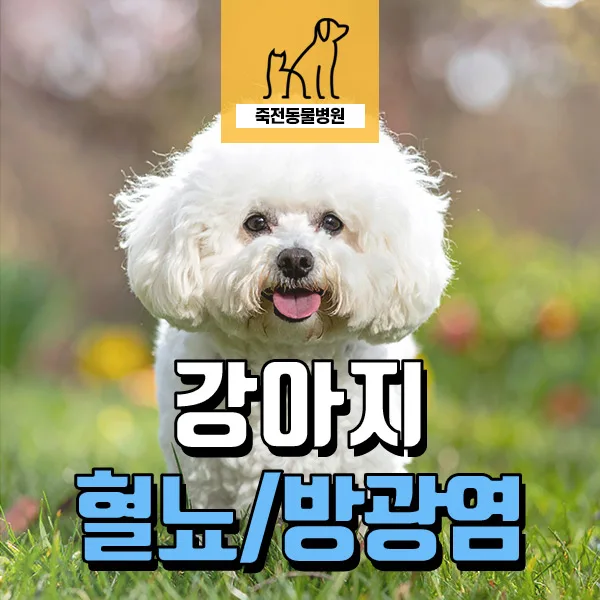 강아지 혈뇨 원인 2026: 비숑 방광염 치료 경험담