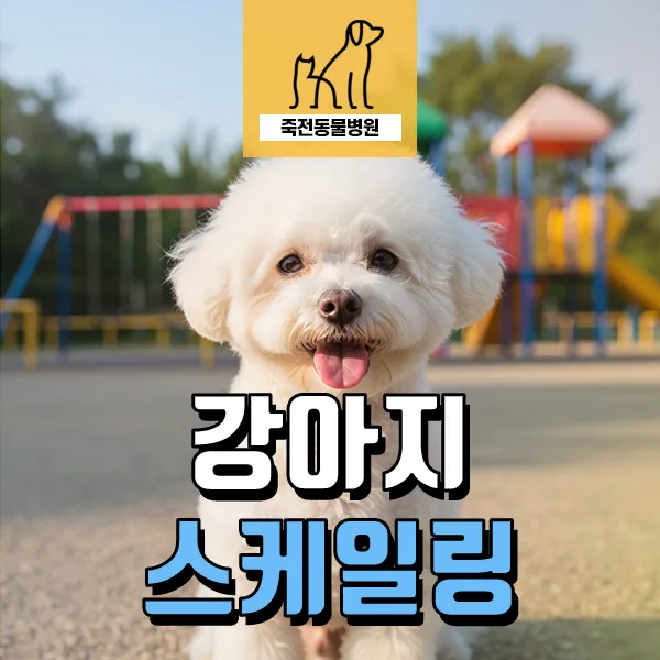 강아지 스케일링 모든 것: 치석 제거 효과와 과정 2026