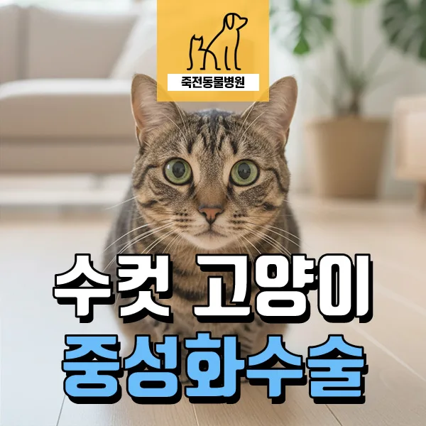수컷 고양이 중성화 수술, 2026년 최신 정보 총정리